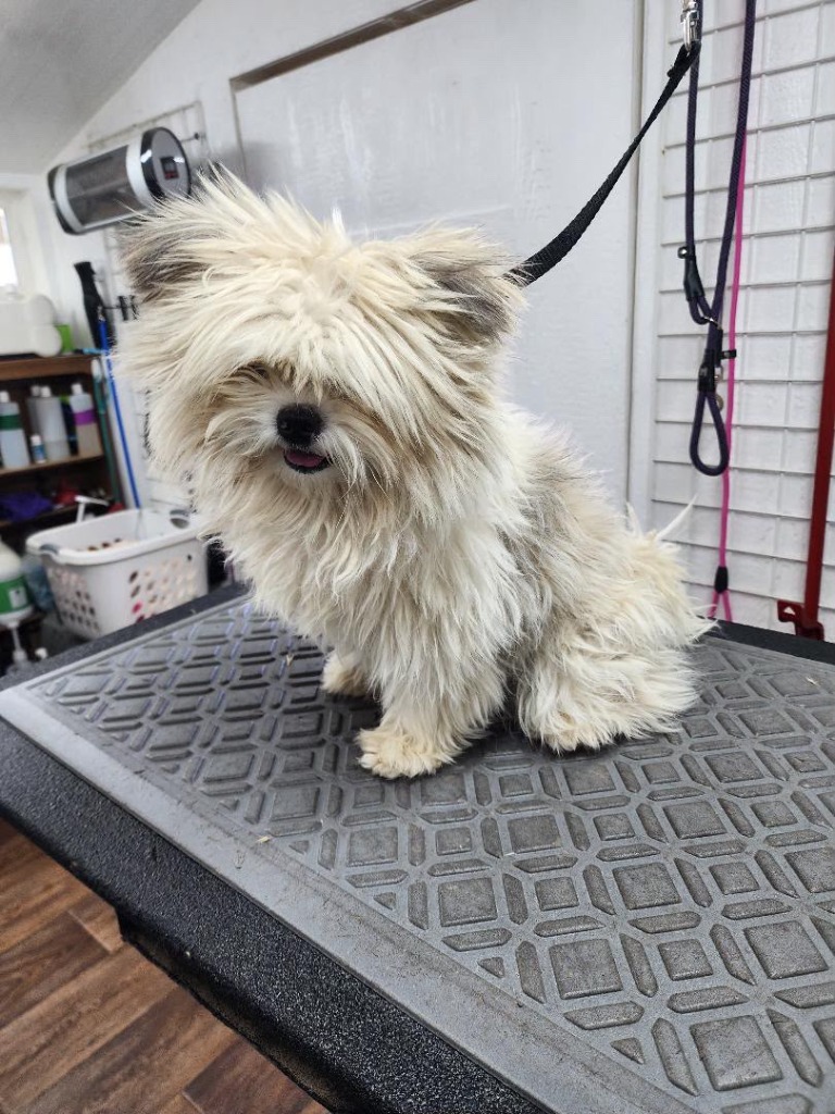 Golden Corgi mix with shaggy, ungroomed coat before grooming