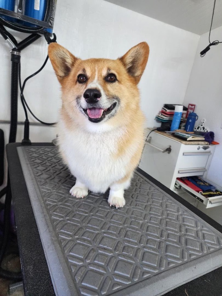 Corgi with a neat, tidy coat after a full groom and deshedding treatment
