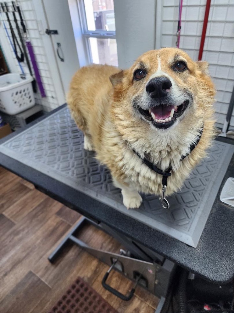 Corgi with thick, unshed double coat before grooming