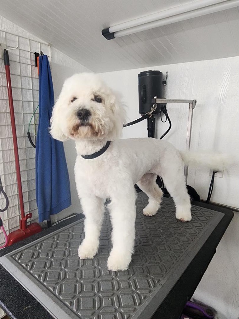White Labradoodle with fluffy, freshly trimmed coat after a full groom