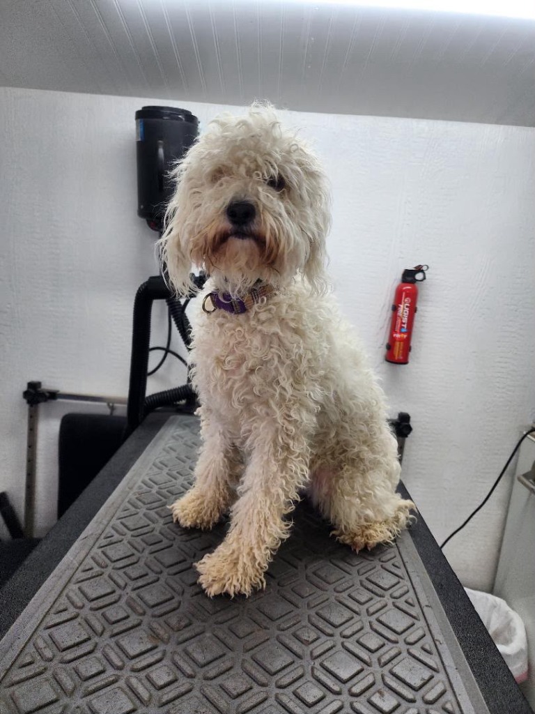 White Labradoodle with overgrown, curly coat before grooming