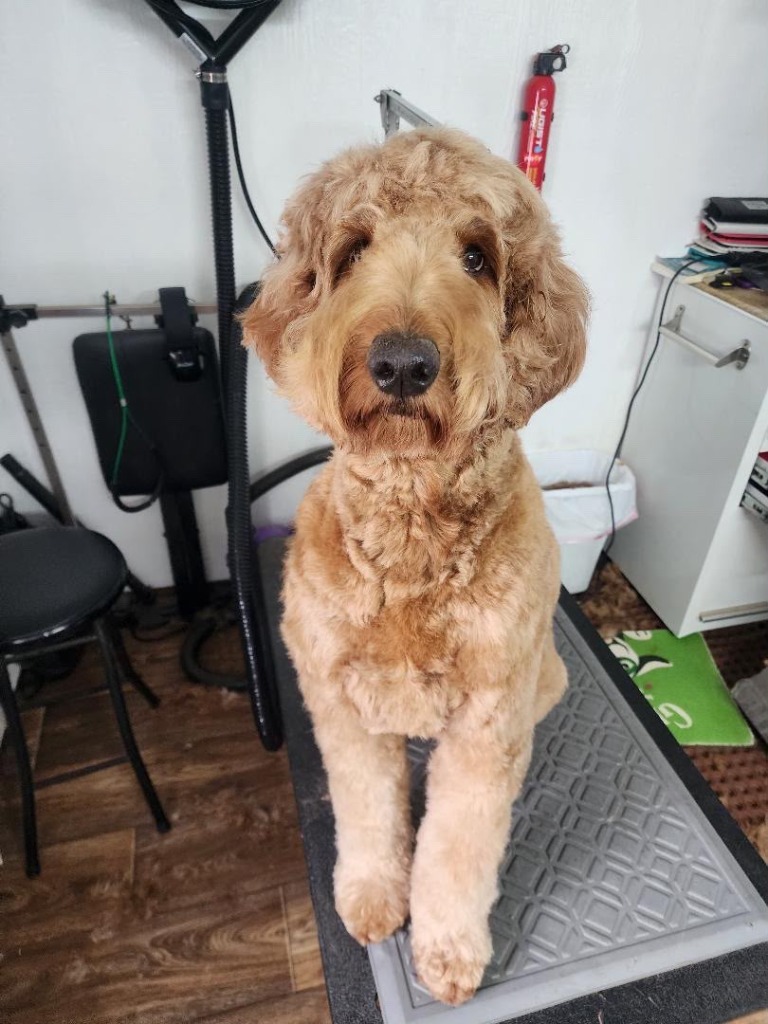 Golden Labradoodle with neatly clipped and styled coat after a full groom