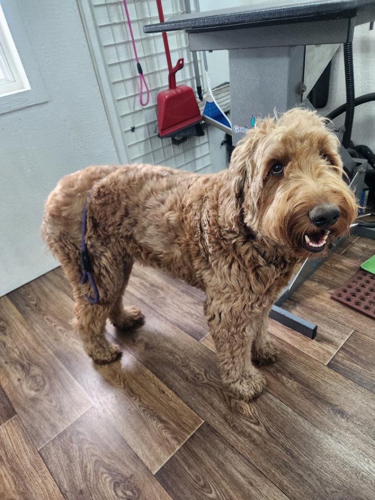 Golden Labradoodle with shaggy, overgrown coat before grooming