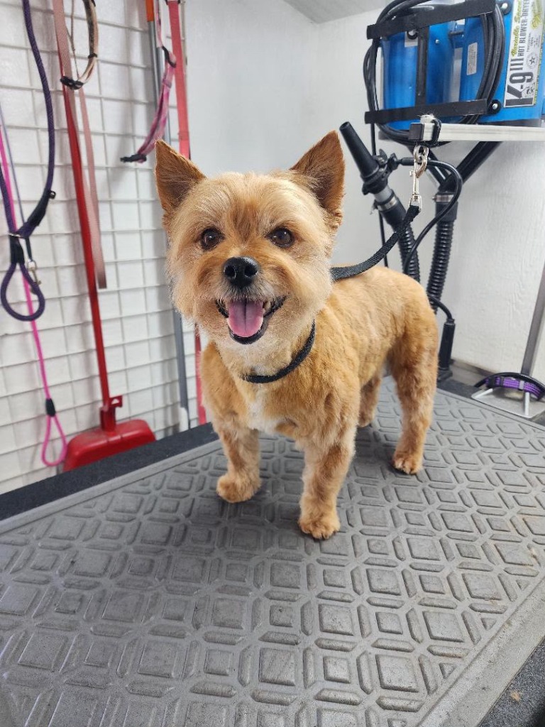 Norwich Terrier freshly bathed, brushed, and tidied after grooming