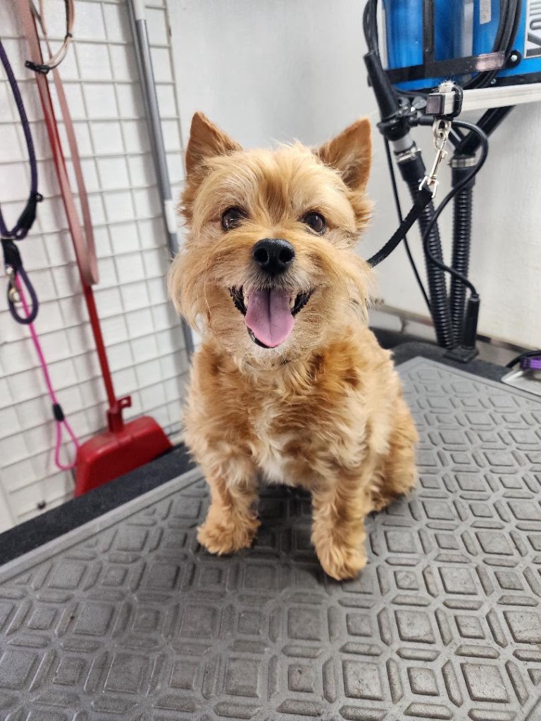 Norwich Terrier with scruffy tan coat before grooming