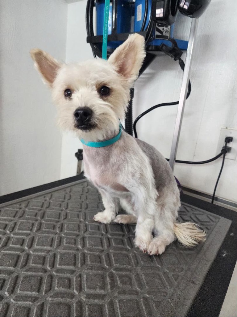 Small white terrier mix cleanly groomed with a neat, trimmed coat