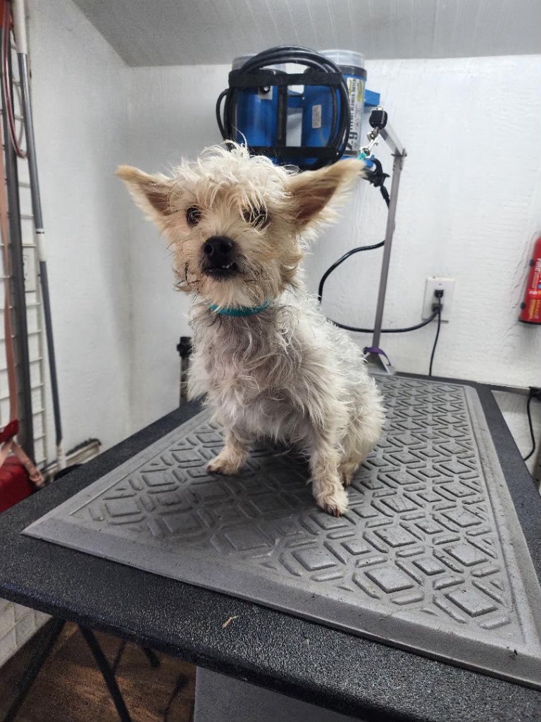 Small white terrier mix with wild, unstyled fur before grooming