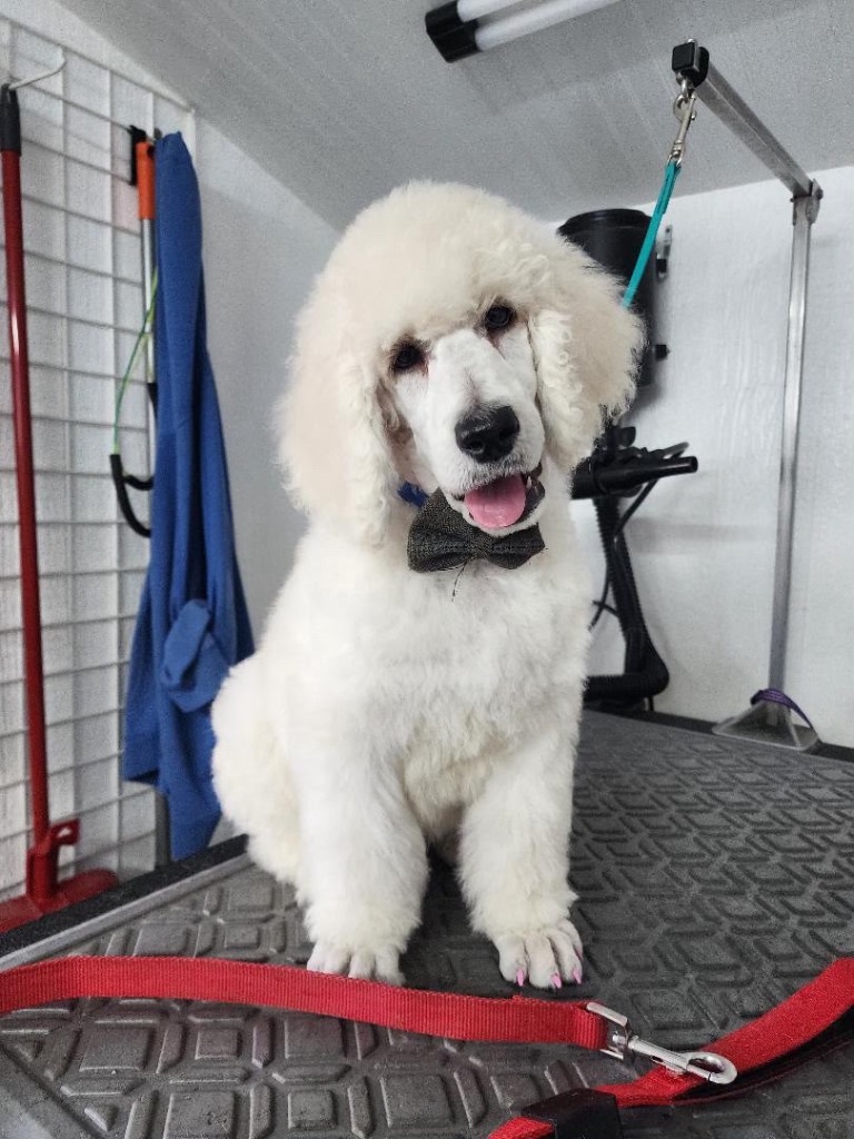 A beautifully groomed dog showing off a clean, fluffy coat and professional haircut after a premium bath and brush treatment at Drop Shed Gorgeous serving Anza, Aguanga, Idyllwild, and Pine Cove