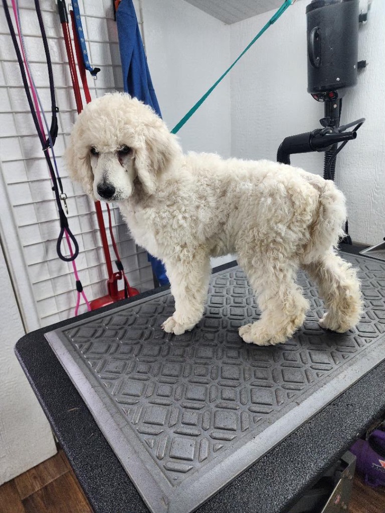 White Standard Poodle with an overgrown, shaggy coat before grooming