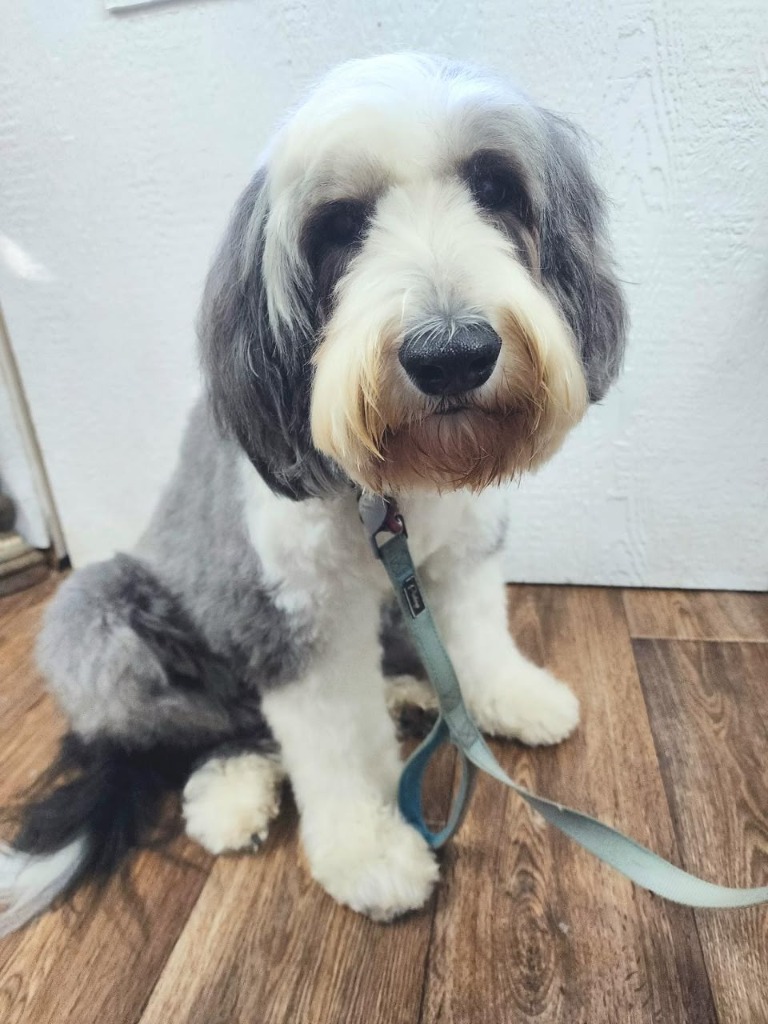 Grey and white sheepdog mix with a beautifully styled, clean coat after grooming