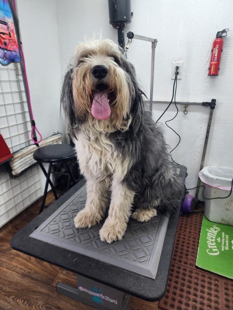 Grey and blonde sheepdog mix with long, tangled coat before grooming