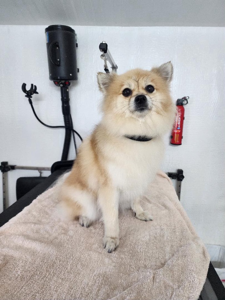 Happy Pomeranian with clean, fluffy coat after a bath and brush treatment