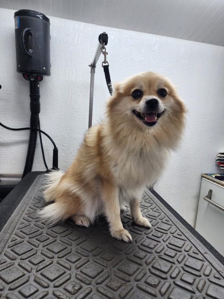 Smiling Pomeranian with a fluffy, ungroomed coat before bath and brush